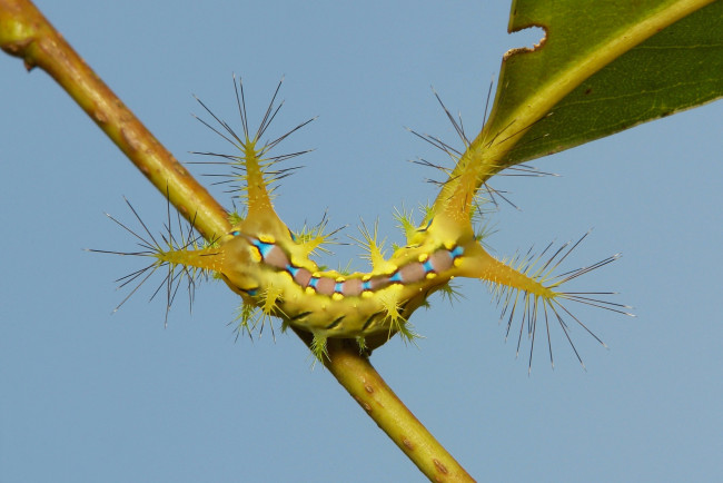 Обои картинки фото животные, гусеницы, гусеница