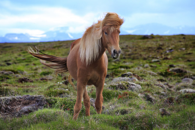 Обои картинки фото животные, лошади, конь