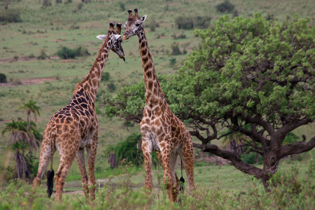 Обои картинки фото животные, жирафы, саванна