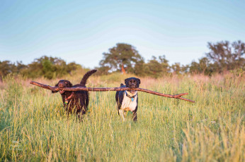 Картинка животные собаки взгляд собака