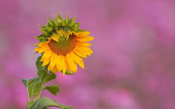 Картинка цветы подсолнухи подсолнух