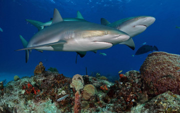 Картинка животные акулы акула вода море