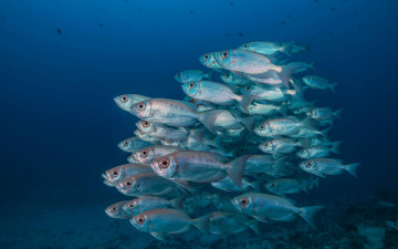 Картинка животные рыбы рыба