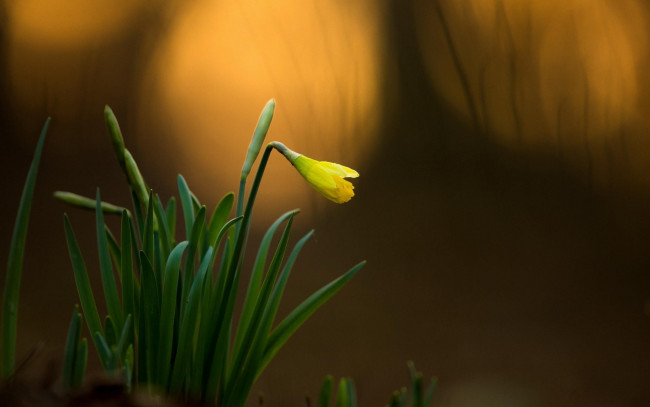 Обои картинки фото цветы, подснежники,  белоцветники,  пролески, листья, желтый, подснежник, бутон
