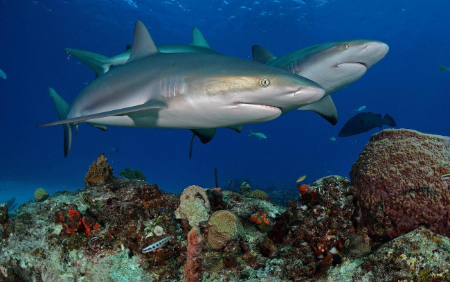 Обои картинки фото животные, акулы, акула, вода, море