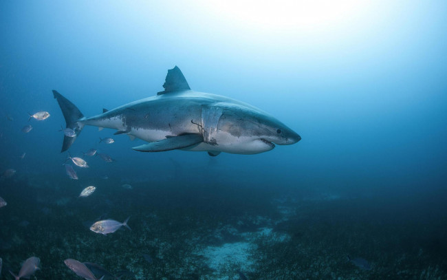 Обои картинки фото животные, акулы, вода, акула, море