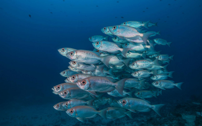 Обои картинки фото животные, рыбы, рыба