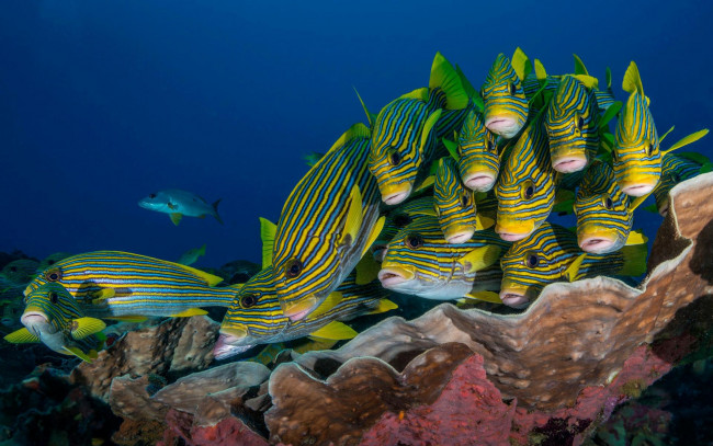 Обои картинки фото животные, рыбы, рыба