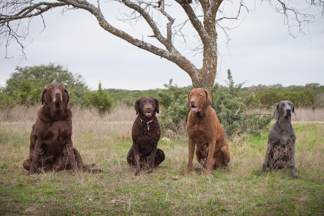 Обои картинки фото животные, собаки, взгляд, собака