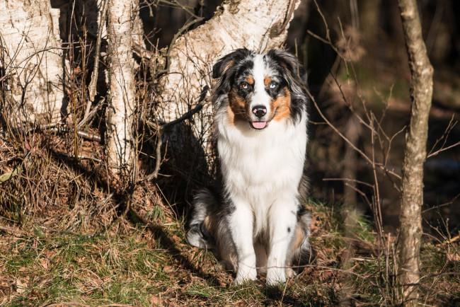 Обои картинки фото животные, собаки, взгляд, собака, друг