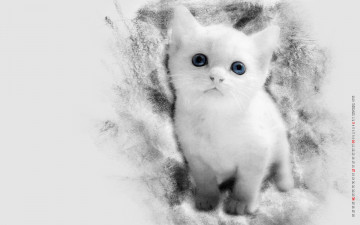 Картинка календари компьютерный+дизайн животное кошка