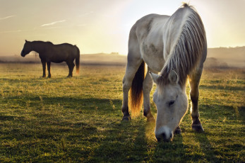 Картинка животные лошади луг