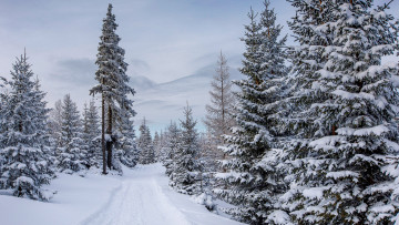 Картинка природа зима польша карпач