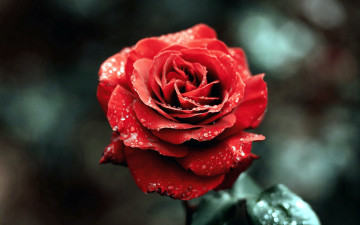 Картинка цветы розы капли макро