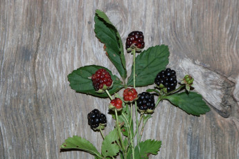 Картинка еда ежевика ветка ягоды