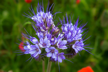 Картинка фацелия цветы