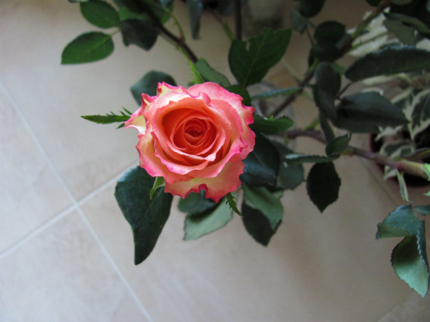 Обои картинки фото цветы, розы, бутон