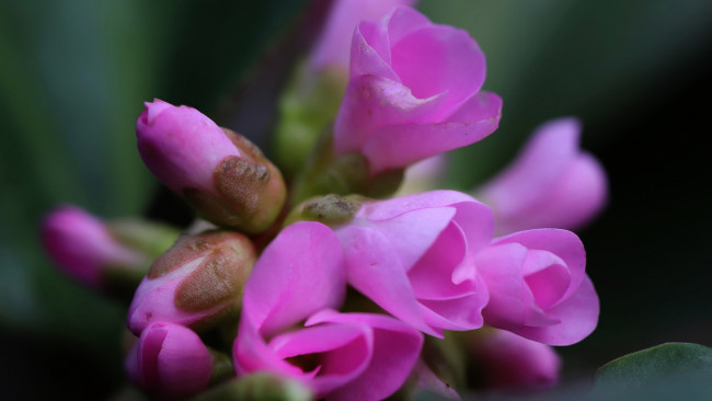 Обои картинки фото цветы, бадан, розовые, бутоны