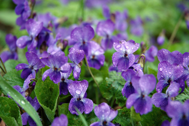 Обои картинки фото цветы, фиалки, лиловые, капли