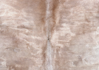 Картинка разное текстуры шкура