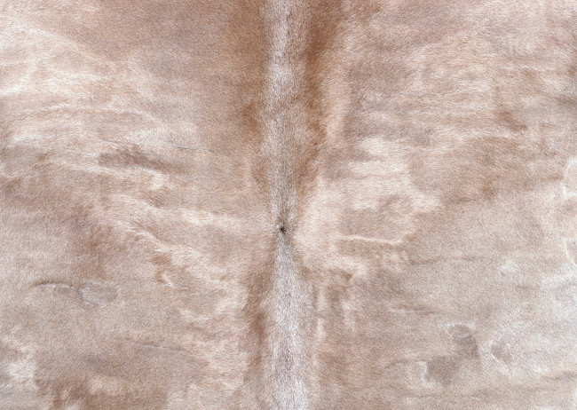 Обои картинки фото разное, текстуры, шкура