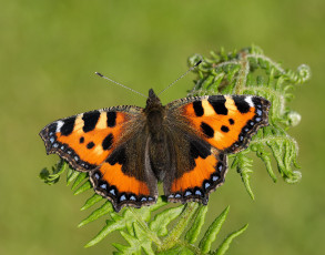 Картинка животные бабочки +мотыльки +моли бабочка