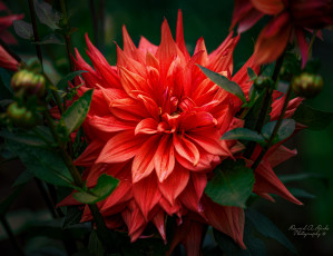 Картинка цветы георгины георгина