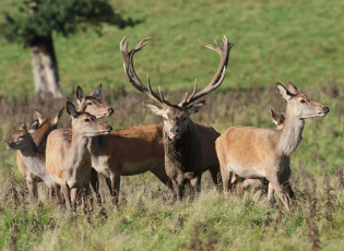 Картинка животные олени