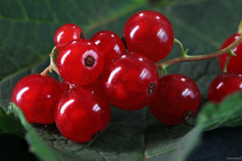 Картинка еда смородина