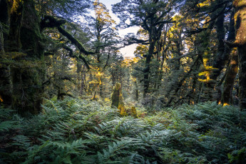 Картинка природа лес