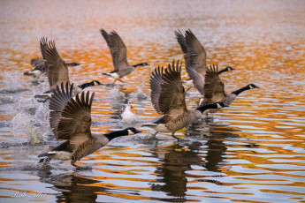обоя животные, гуси, канадский, гусь