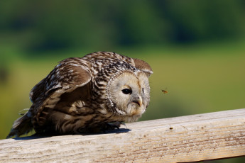 Картинка животные разные+вместе сова пчела