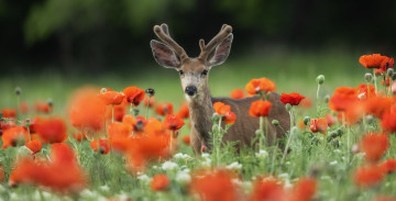 Картинка животные олени оленёнок