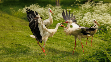 обоя животные, аисты