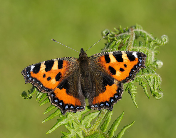 Обои картинки фото животные, бабочки,  мотыльки,  моли, бабочка