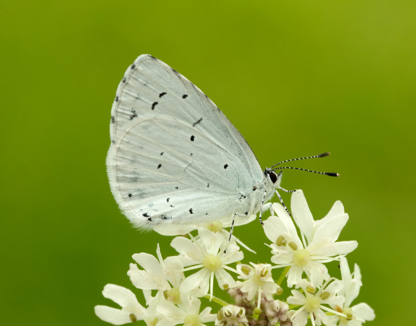 Обои картинки фото животные, бабочки,  мотыльки,  моли, белая