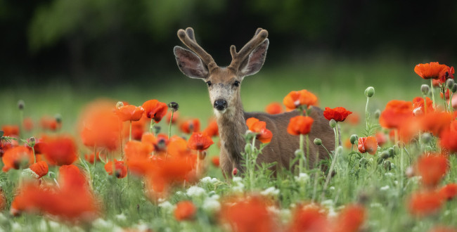Обои картинки фото животные, олени, оленёнок