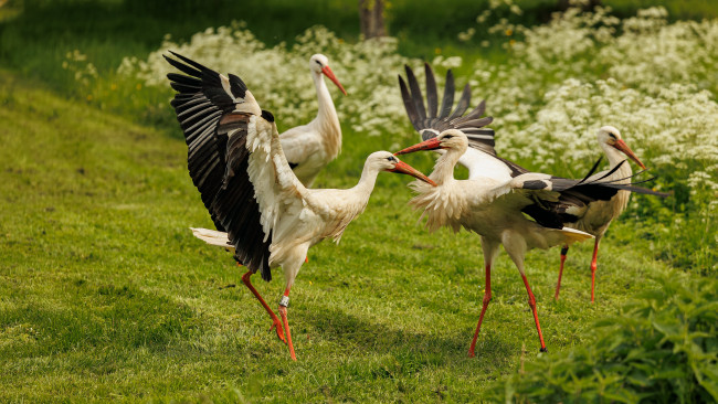 Обои картинки фото животные, аисты