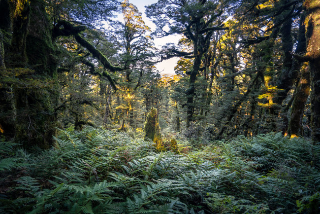 Обои картинки фото природа, лес