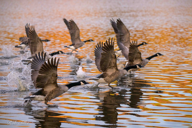 Обои картинки фото животные, гуси, канадский, гусь