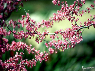 Картинка цветы цветущие деревья кустарники