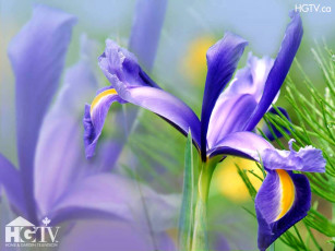 обоя цветы, ирисы