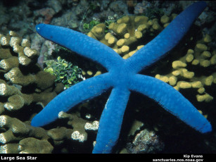 Картинка животные морские звёзды