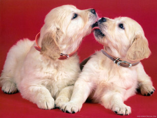 Картинка животные собаки