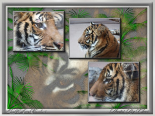 обоя животные, тигры