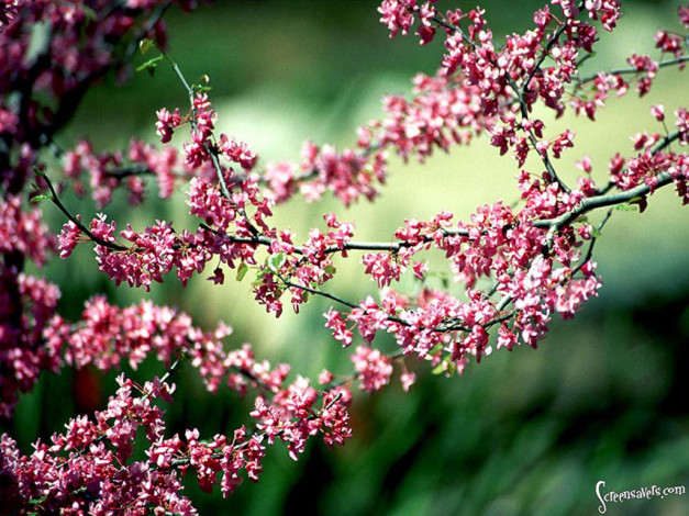 Обои картинки фото цветы, цветущие, деревья, кустарники