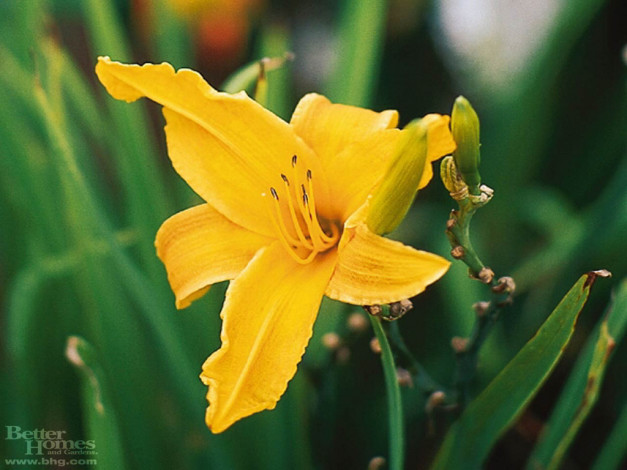 Обои картинки фото цветы, лилии, лилейники