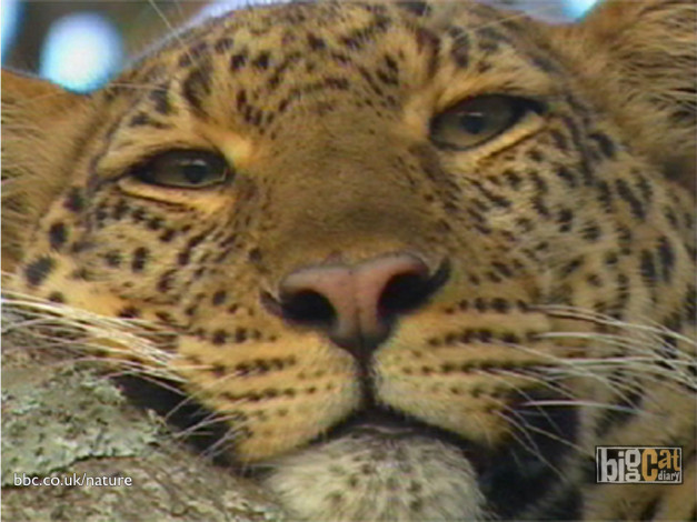 Обои картинки фото животные, леопарды, морда, усы, взгляд, леопард