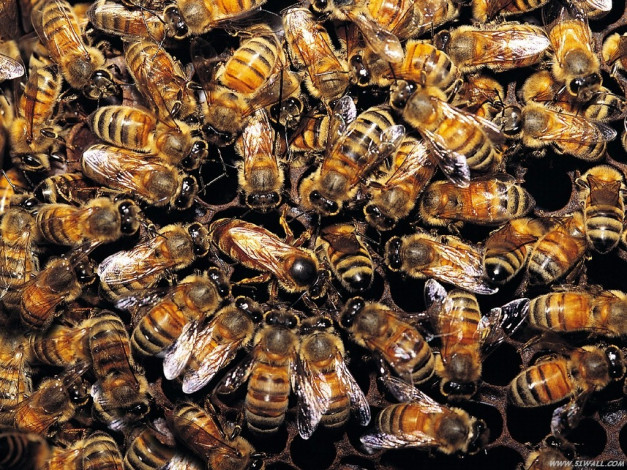 Обои картинки фото животные, пчелы, осы, шмели