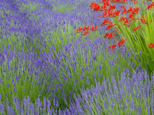 Картинка lavender and crocosmia bainbridge island washington цветы лаванда